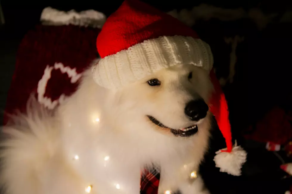 These Are The Holiday Songs You Shouldn’t Play Around Your Pets