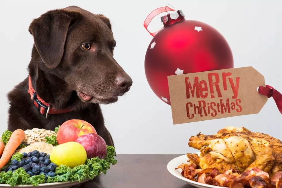 Can Dogs Eat Christmas Dinner? Here’s What’s Safe For Fido This Season
