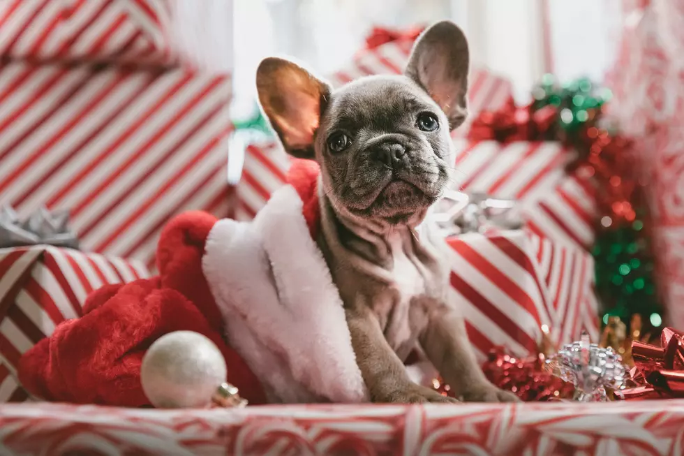 Adopting A Pet In NJ For Christmas? Be Sure To Remember What Kind Of Commitment It Is