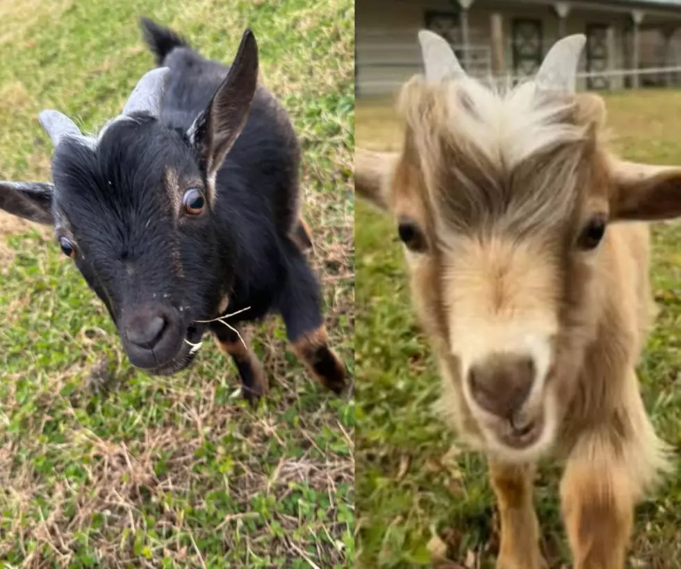 2 Goats Missing In Hammonton Area, $500 Reward Offered