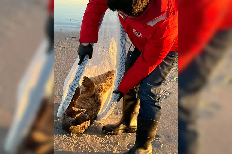 Beached Seal Moved Downbeach By Marine Mammal Stranding Center In Brigantine