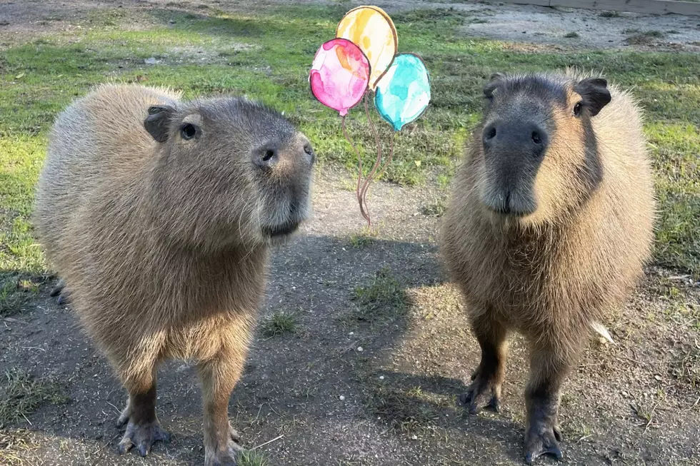 Cape May Zoo’s Famous Capybaras Turn 4 And Steal Hearts