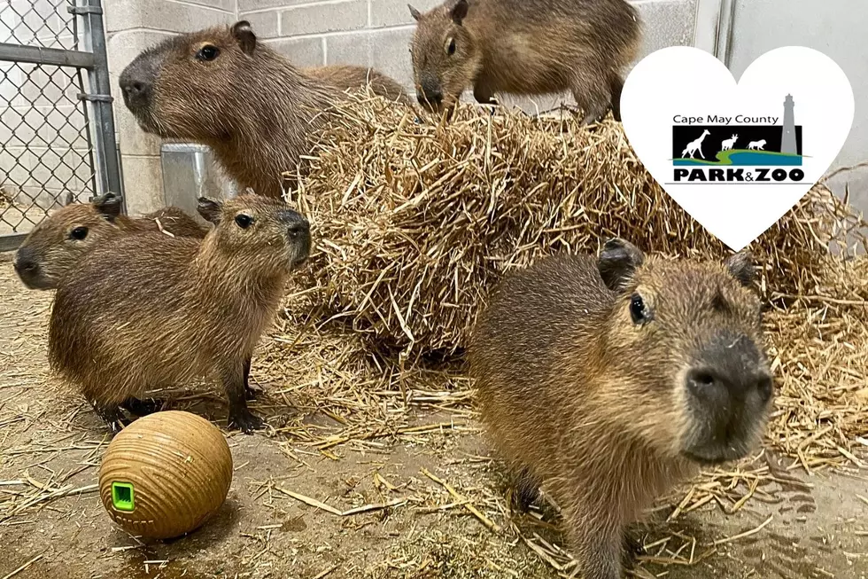 Cape May Zoo’s Viral Capybara Pups Finally Have Names
