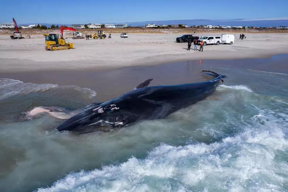 51 Foot, 25 Ton Whale Washes on Jersey Beach Before Big Blizzard