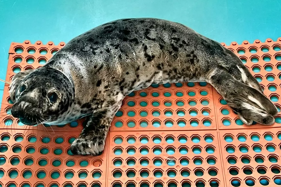 First Grey Seal Pup Of The Season Rescued From Ocean City, NJ, Dunes