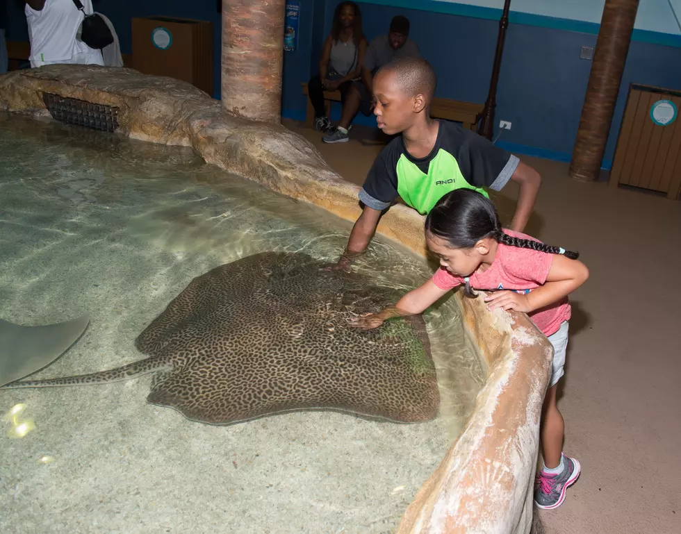 South Jersey Parents Are Quietly Taking Advantage Of This Adventure Aquarium Hack