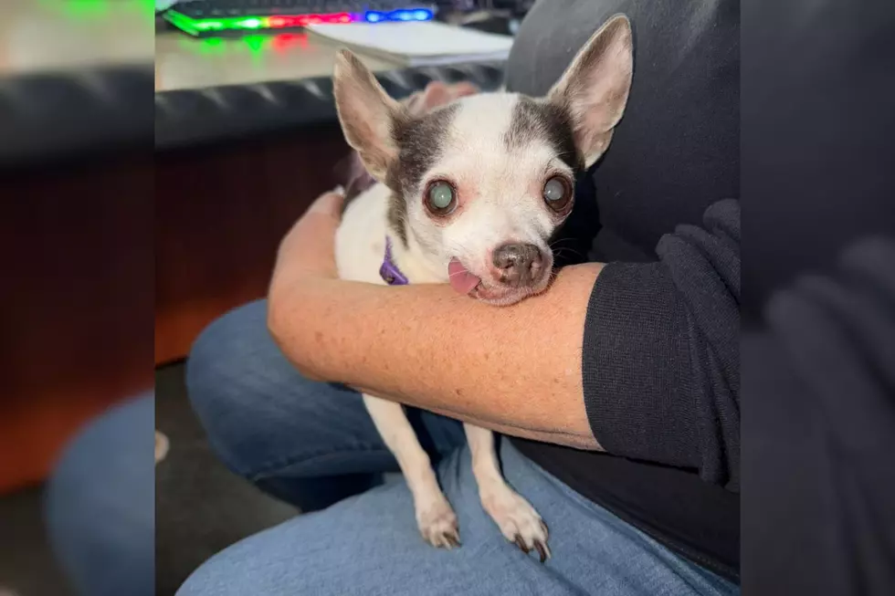 Lost Senior Chihuahua Found In Hammonton, Police Need Your Help