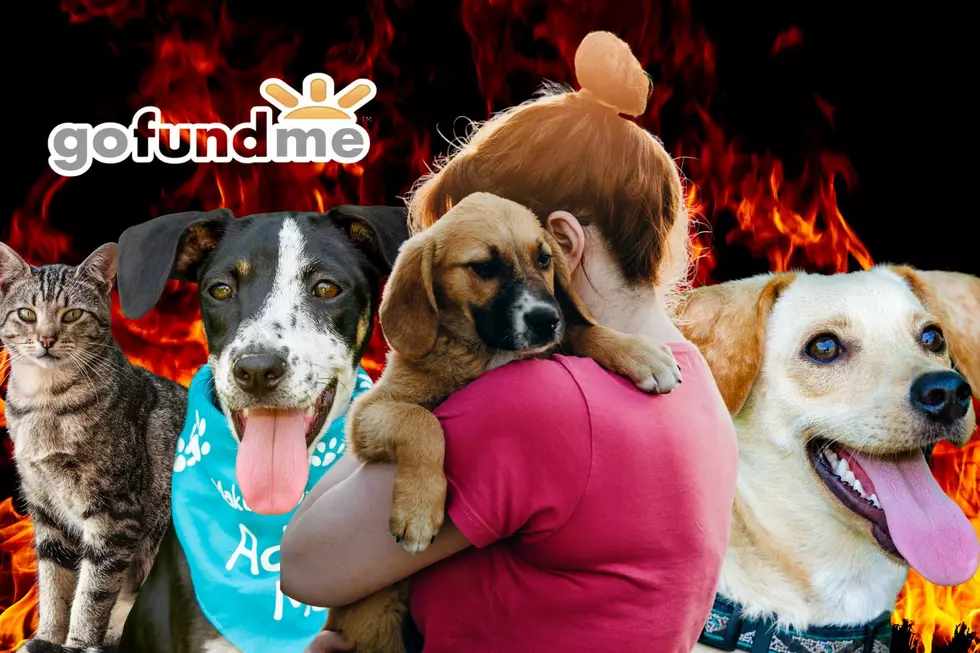 NJ Animal Rescue In Desperate Need Of Funds After Devastating Fire