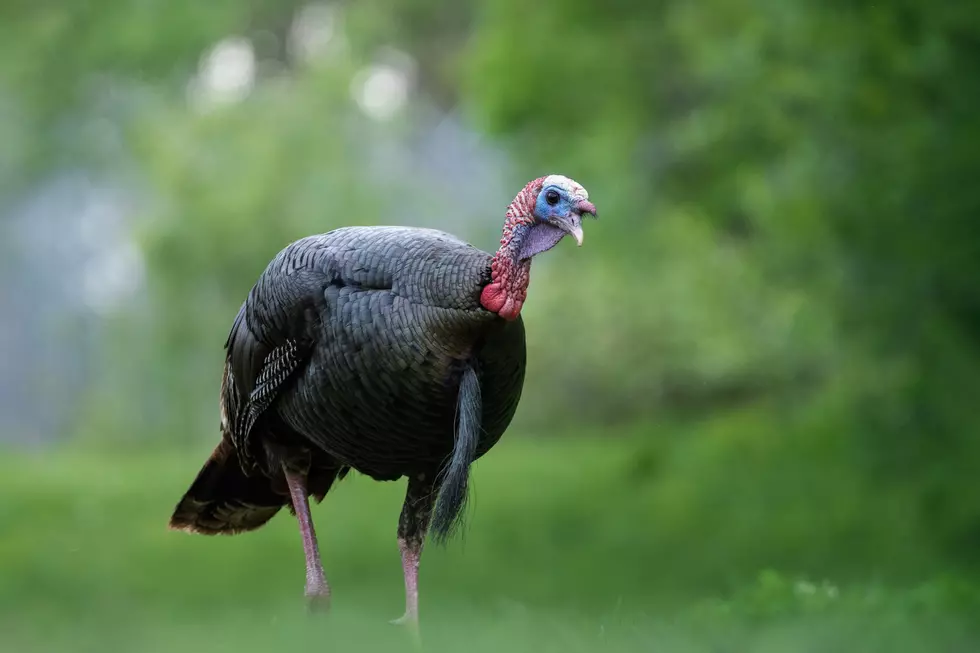 Beloved South Jersey Town Mascot Fred the Turkey Killed By Car