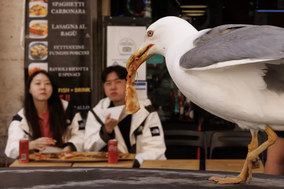 A Deterrent To Keep Jersey Shore Seagulls From Stealing Your Food