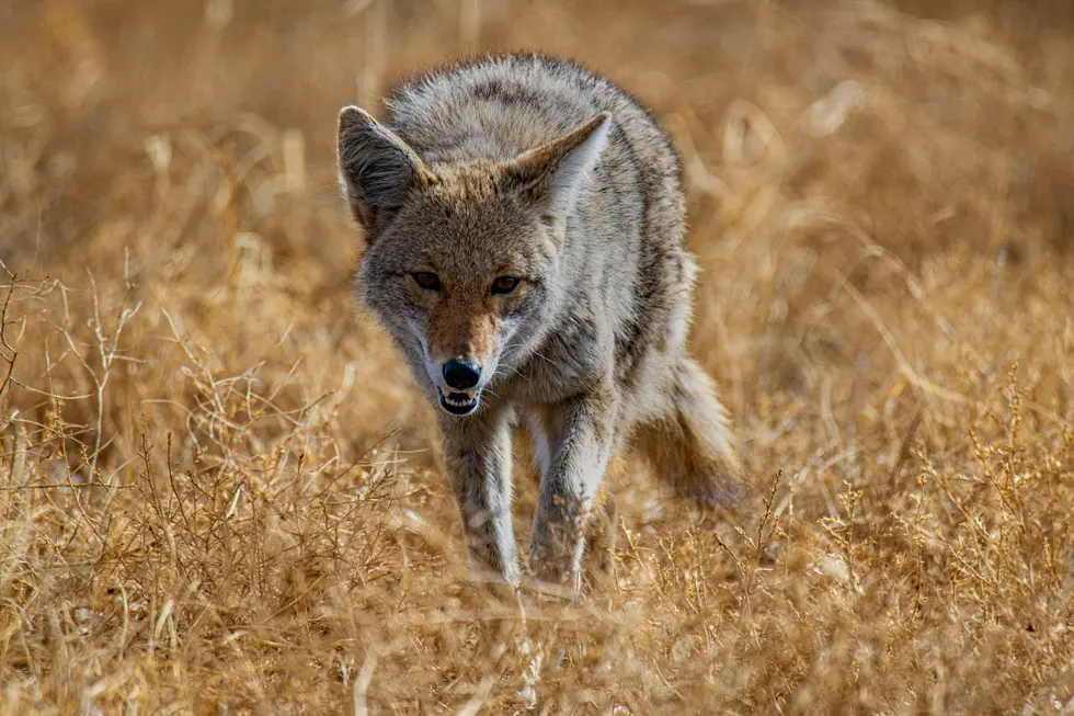 Why You’re Seeing More Coyotes In South Jersey Right Now