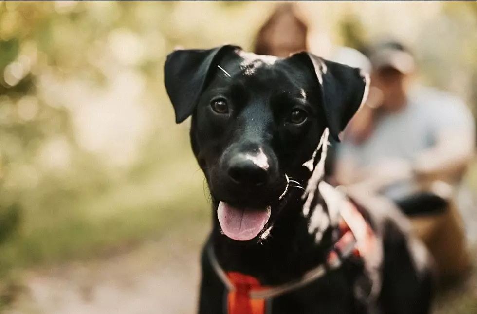 New Jersey Ranked Best In The Country For Dog Owners