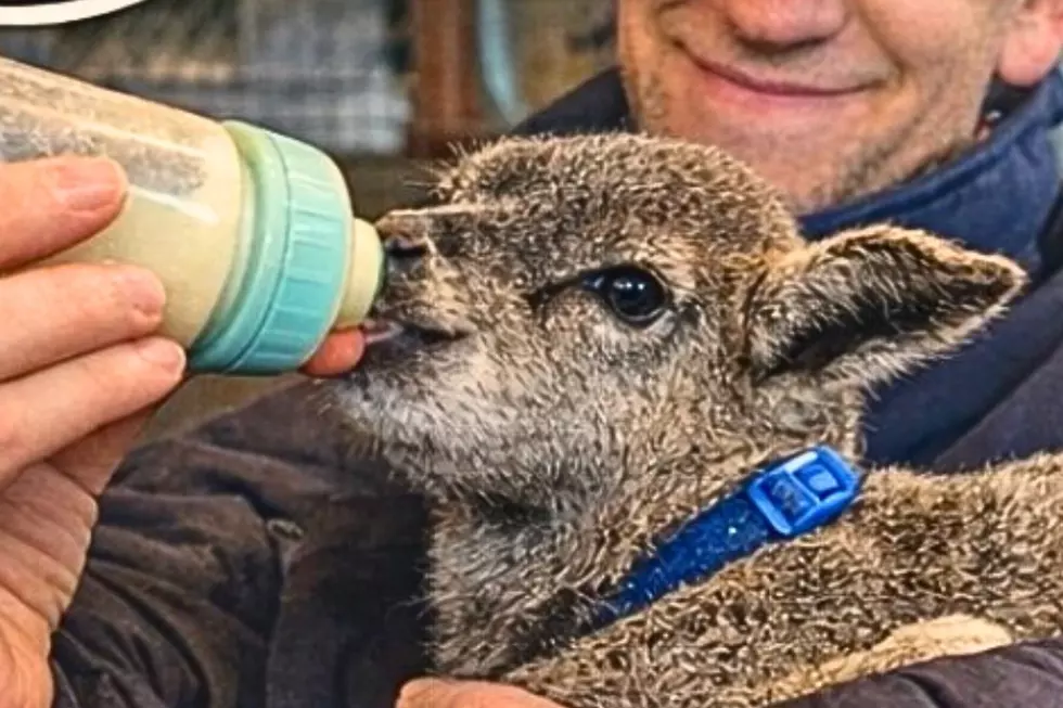 Deptford Farm Offers Adorable Dwarf Goats For Adoption