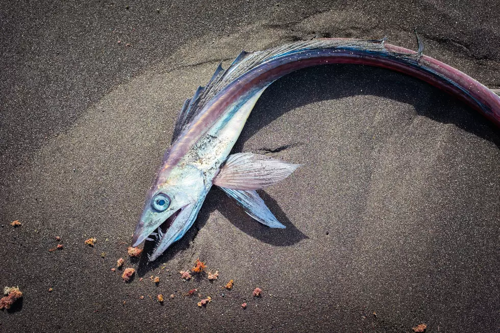 Did A “Doomsday Fish” REALLY Wash Up On The Wildwood Beach?