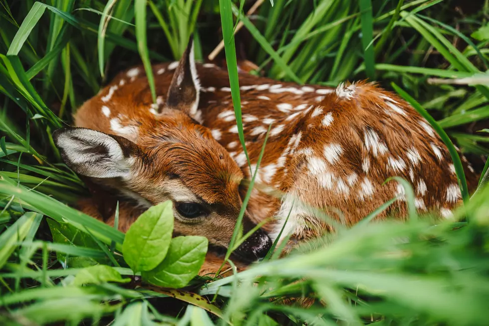New Jersey Experts Say That Baby Deer is Fine – Leave It Be