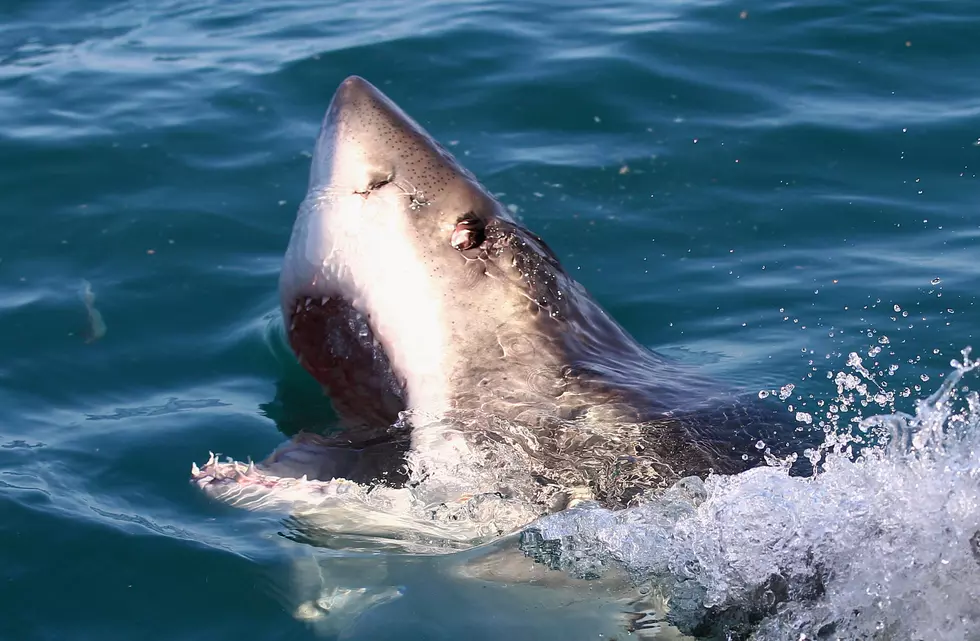 Great White Shark Snuggles Up to Coast Off Atlantic City