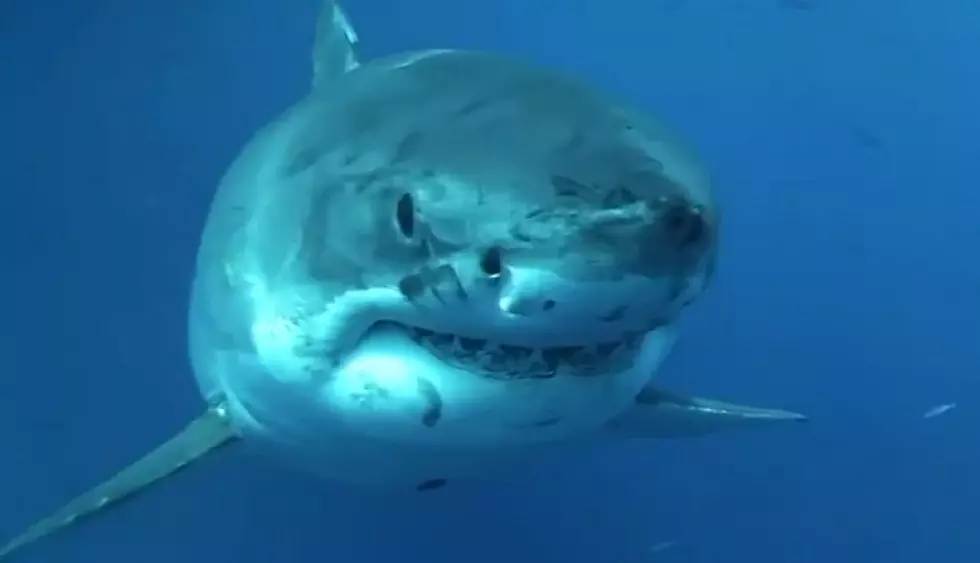 Another Great White Shark Swimming Off South Jersey Coast