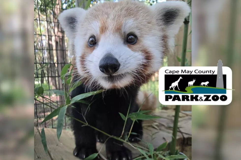 Cape May Zoo’s New Adorable Red Panda, “Dr. Wallace,” Turns One!