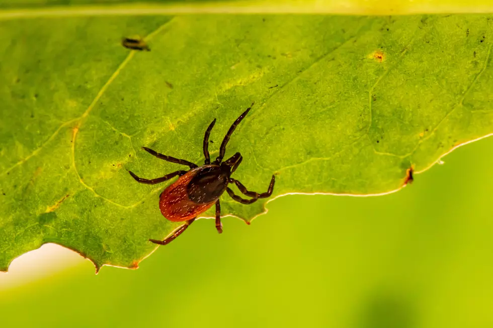 Lyme Disease Is A Growing Health Threat