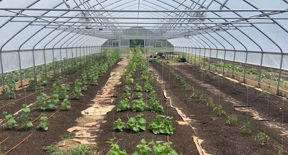 EHT’S Reed’s Farm Has Undergone a Makeover and is Now Reopen [VIDEO]