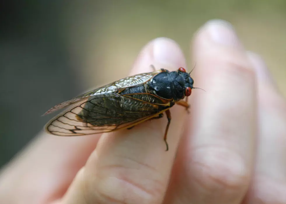 Gag Me with a Spoon! Cicada Ice Cream Quickly Sells Out in NJ