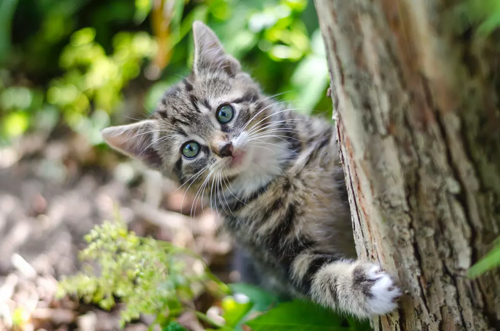 Egg Harbor Township NJ Cat Rescue’s Annual Fundraising Event to be a Real ‘Meow Mixer’