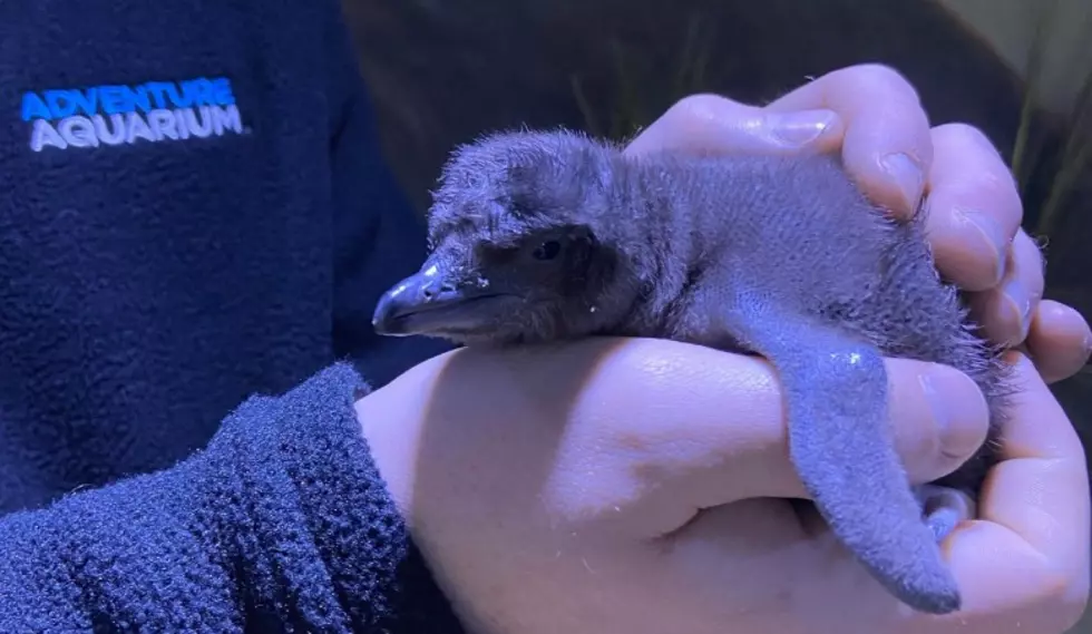 Meet Adventure Aquarium in Camden, NJ’s New Baby Blue Penguin!