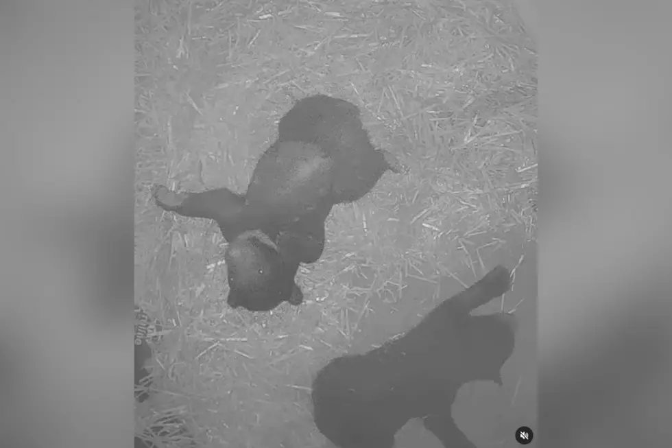 See the 2 Super Adorable Bear Cubs Just Born at Philadelphia Zoo