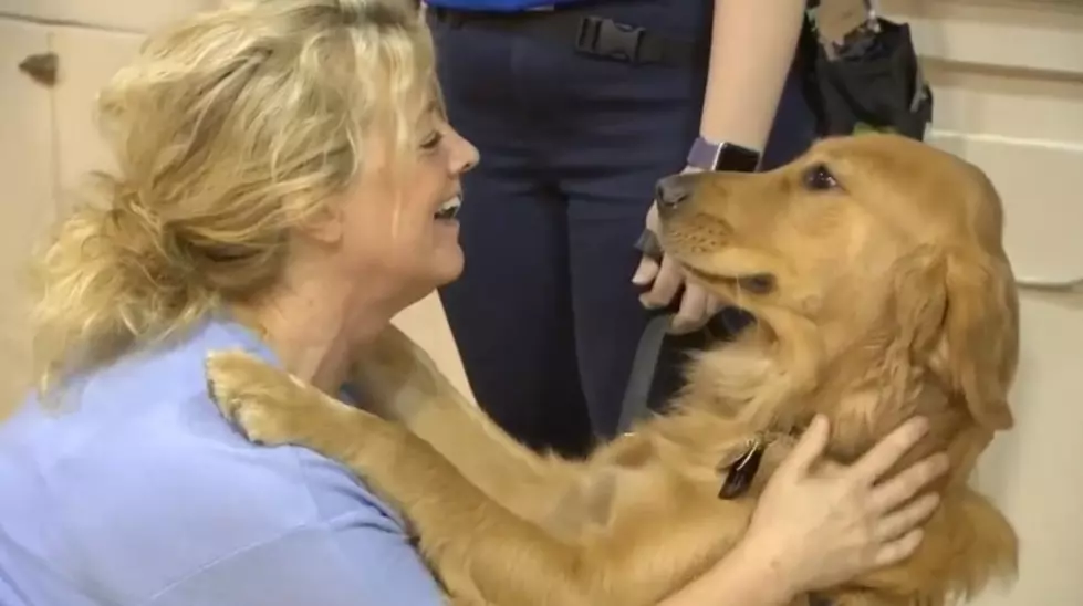 Woof! Gorgeous Guide Dog is the Newest Faculty Member at Special Needs School in Bellmawr, NJ