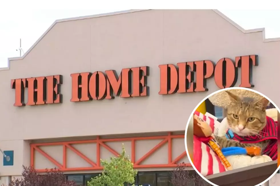 Cat Living in Mount Laurel, NJ Home Depot Goes Viral on TikTok