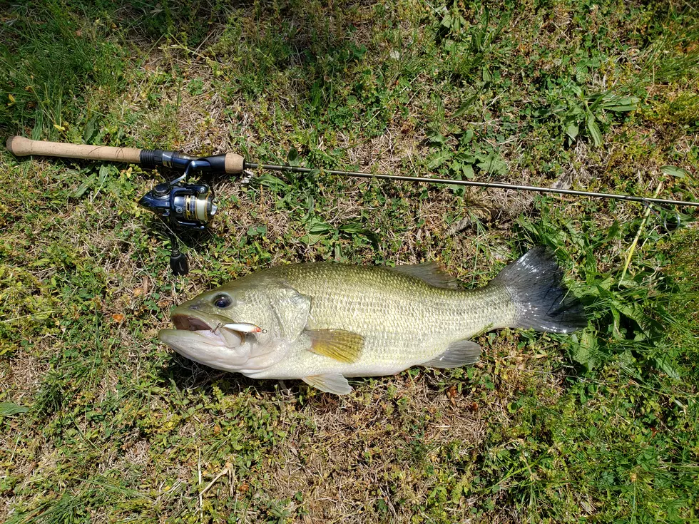 Bass Puddles