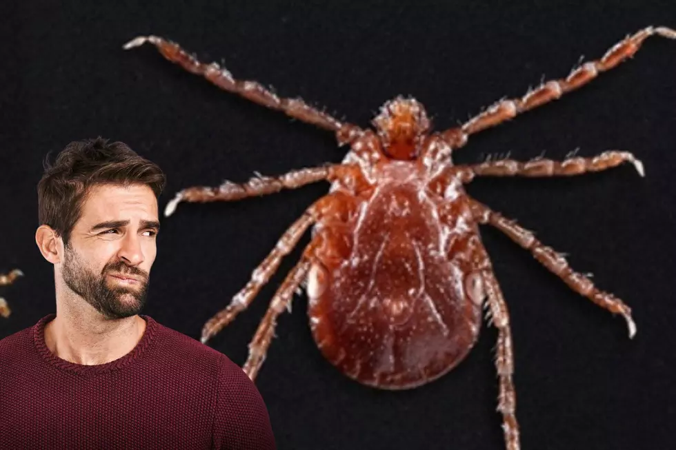 Beware Of This Type Of Bug When Hanging Outdoors in NJ