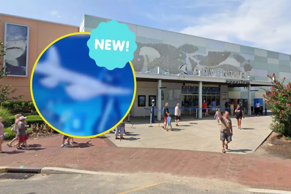 WOAH! Did You Know This New Animal at The Adventure Aquarium Even Existed??